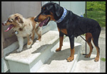 Mini Aussie Smokey and Dobermann Emilie - Outsmarting Dogs Board-and-Train