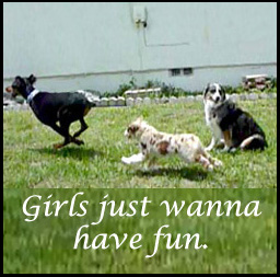 Girls just want to have fun - outsmarting dogs dog training