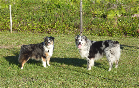 Australian Shepherds Dudley and Bunny Outsmarting Dogs dog training