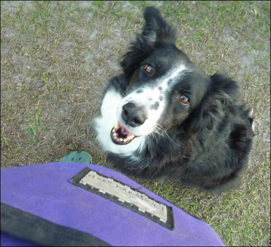 Border Collie Mimi playing recall games - come when called