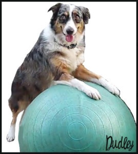 Dudley Rolling Big Ball Backwards Outsmarting Dogs Board and Train Dog Training