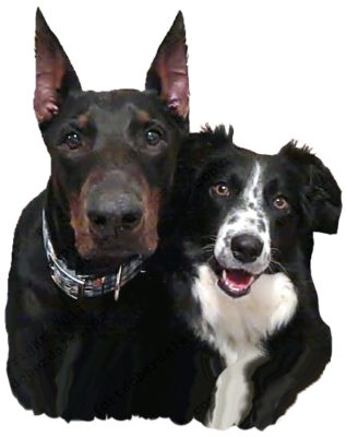 doberman and border collie outsmarting dogs