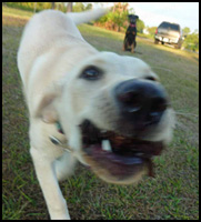 Labrador Bailey Running with a Pine Cone