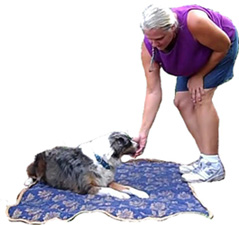 Certified Professional Dog Trainer Fort Lauderdale Broward County, Helen Verte Schwarzmann