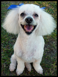 Mini Poodle Sammie Up For Adoption