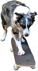 Skateboarding Australian Shepherd Outsmarting Dogs Dog Training