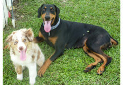 Smokey and Emilie featured photo outsmarting dogs love wags a tail