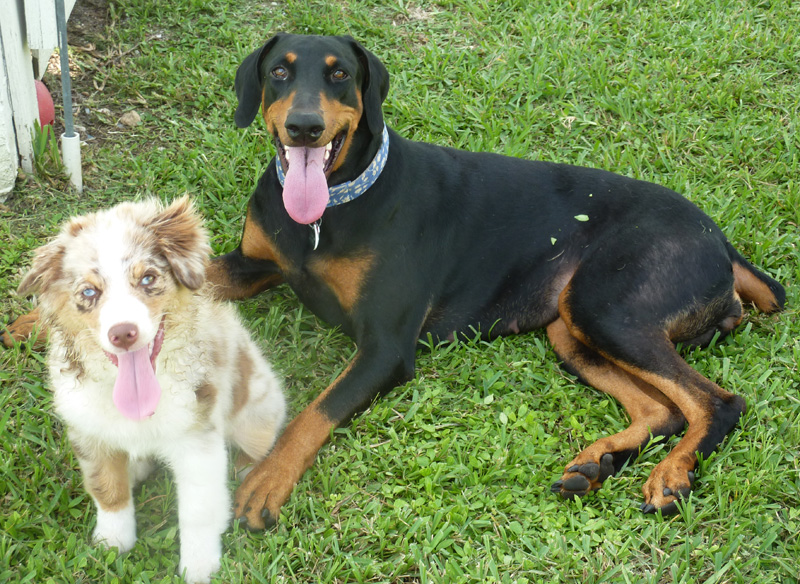 Mini Aussie and Dobermann Outsmarting Dogs dog training board and train