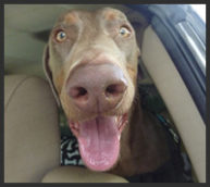 Dobermann Swayze in Truck outsmarting dogs dog training