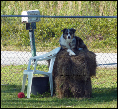 Outsmarting Dogs board-and-train Dudley the Aussie